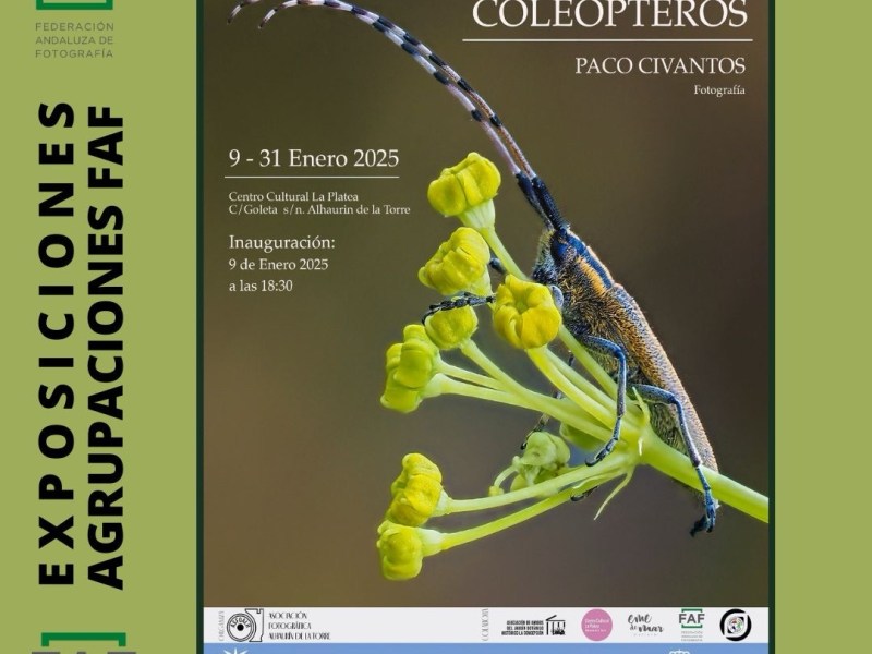 COLEÓPTEROS